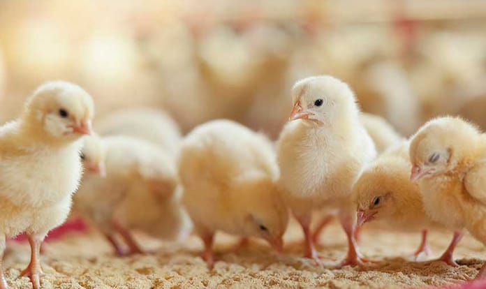 Probiotics can help reduce use of antibiotics in livestock production - new literature review