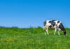 Promising pilot test to reduce enteric methane emissions from dairy cows