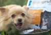 Protenga raises $2m to scale Smart Insect Farms and launch pet food brand