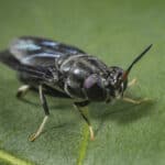 Protix first insect genetic selection program yields incredible results