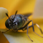 Protix insect ingredients verified for low footprint