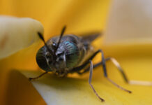 Protix insect ingredients verified for low footprint