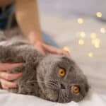 Purina® Beyond® answers pet owners' questions