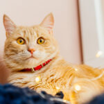 Purina Institute releases free pet nutrition handbook for veterinarians