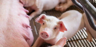 Purina announces new feed additives for sow and piglet