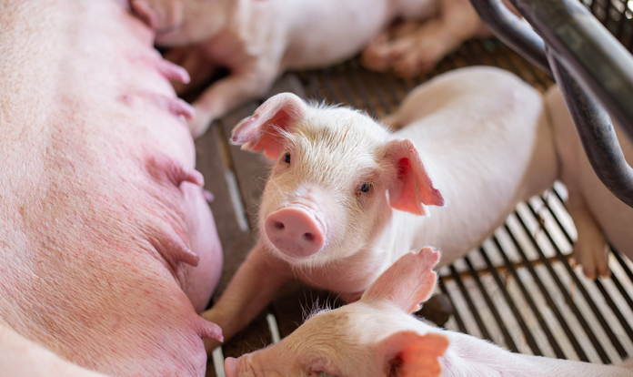 Purina announces new feed additives for sow and piglet