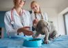 Purina supports veterinary schools to advance pet health