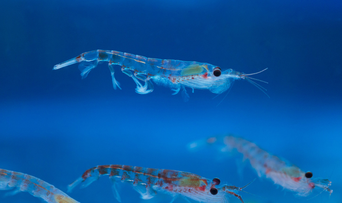 QRILL™ AQUA approved for import in the Canadian market