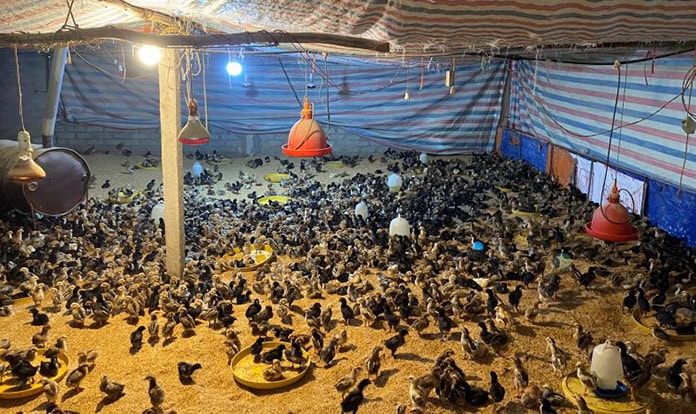 RVC study examines antimicrobial residues in poultry across Asia 