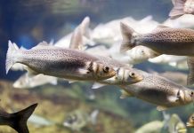 RaboResearch: Aquaculture sector poised for growth in first half of 2025