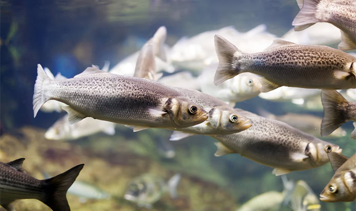 RaboResearch: Aquaculture sector poised for growth in first half of 2025