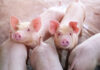 RaboResearch: Global pork markets take cautious growth path in 2026