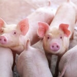 RaboResearch: Global pork markets take cautious growth path in 2026