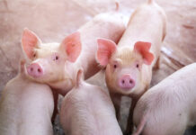 RaboResearch: Global pork markets take cautious growth path in 2026