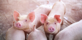 RaboResearch: Global pork markets take cautious growth path in 2026