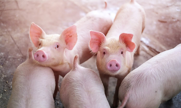 RaboResearch: Global pork markets take cautious growth path in 2026