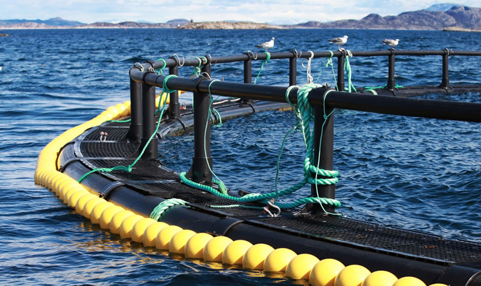 Rabobank: Global shrimp production to have a record in 2023