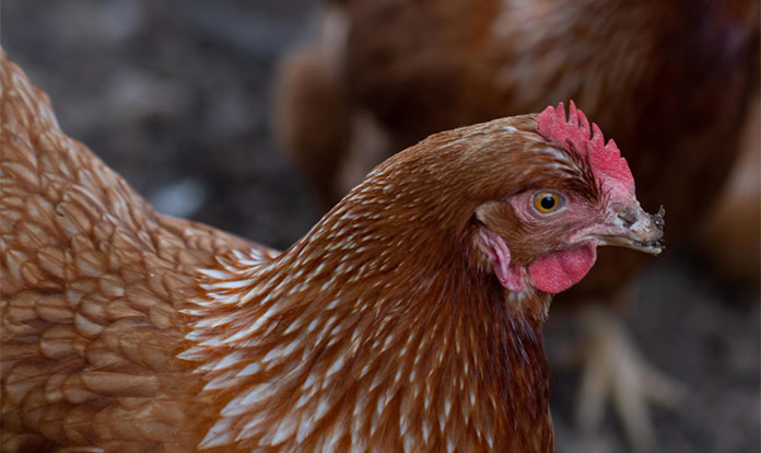 Rabobank: Poultry market growth steady worldwide