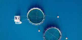 Rabobank: Soft demand and El Niño to challenge aquaculture industry