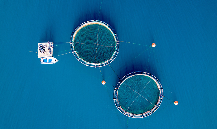 Rabobank: Soft demand and El Niño to challenge aquaculture industry