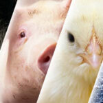 Rabobank report: Animal protein industry to face high costs along in 2023