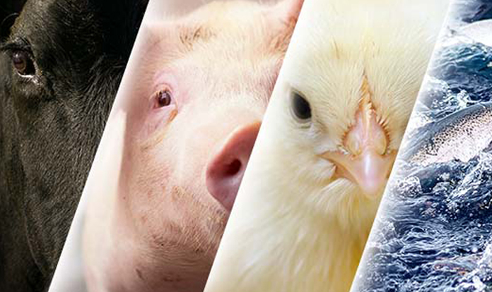 Rabobank report: Animal protein industry to face high costs along in 2023