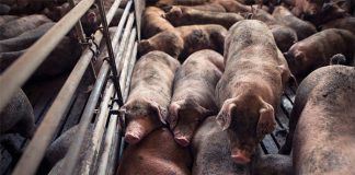 Ralco acquires innovative product to improve sow health