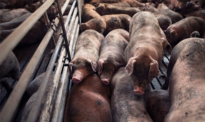 Ralco acquires innovative product to improve sow health