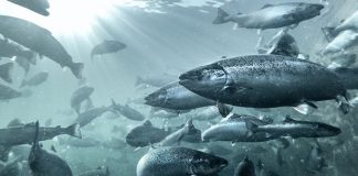 Recent study shows QRILL Aqua reduces melanin spots in Atlantic Salmon