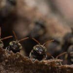 RegTech Talks discuss insects at Feeding the Future event