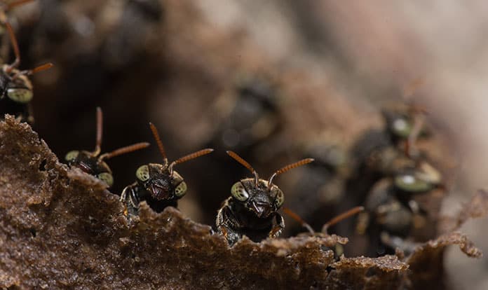 RegTech Talks discuss insects at Feeding the Future event