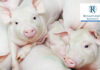 Renaissance BioScience partners VIDO for animal health