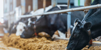 Research insight into mycotoxin mitigation in dairy cows