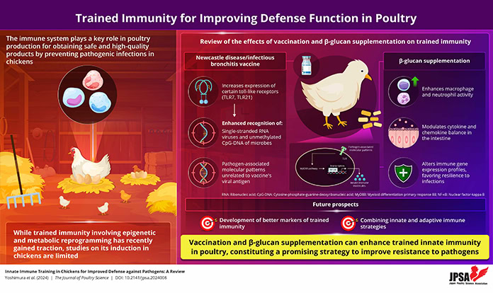 Researchers focus on trained immunity in chickens