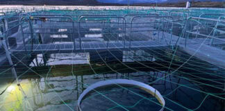 Researchers investigate light perception in farmed salmon and trout