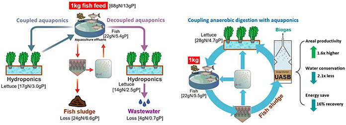 Researchers offer proof of concept for new aquaponics system 