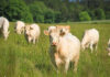 Rete Clima and Vetos Europe collaborate to decarbonize livestock sector