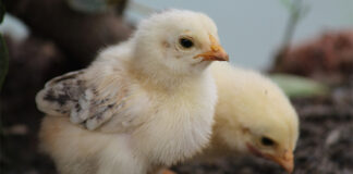 Review article details amino acids’ impact on chick appetite