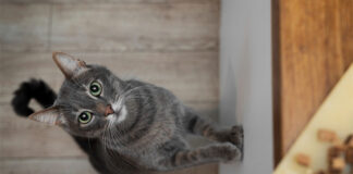 Royal Canin enhances Singapore presence to advance pet health