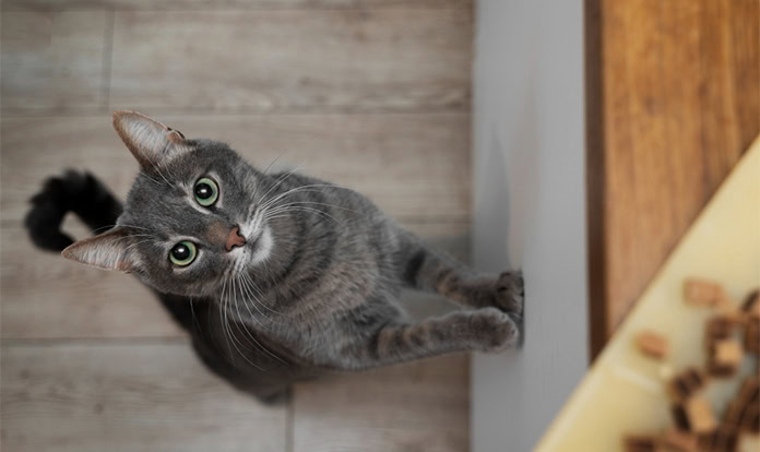 Royal Canin enhances Singapore presence to advance pet health