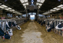 Rumen-protected fats boost cow performance in winter