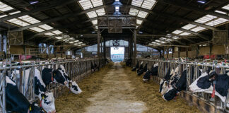 Rumen-protected fats boost cow performance in winter