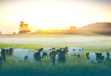 Rumin8 accelerates methane-reducing feed additive trials in cattle