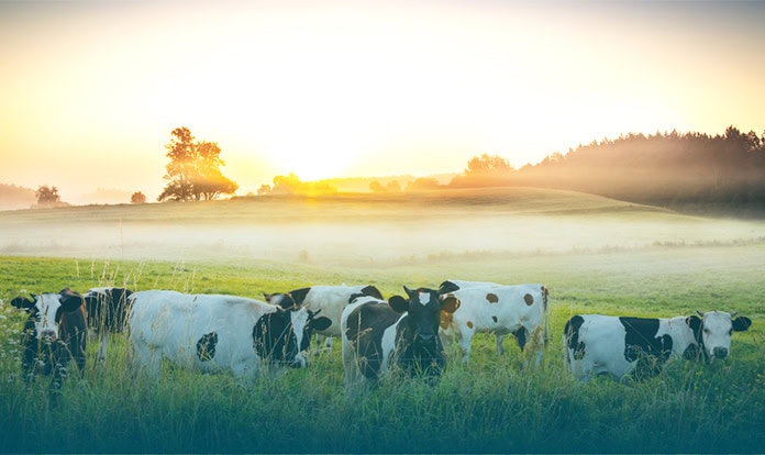 Rumin8 accelerates methane-reducing feed additive trials in cattle