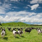 Rumin8 achieves first regulatory approval in New Zealand