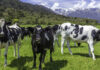 Rumin8 enters New Zealand with two cattle trials