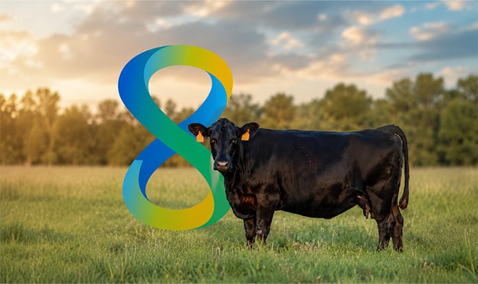 Rumin8 feed additive boosts feed conversion in US beef trials - Feed ...