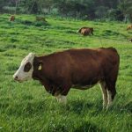 Rumin8 shares trial results of methane-reducing feed additive