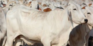 Rumin8 to test methane reducing feed additive in Brasil