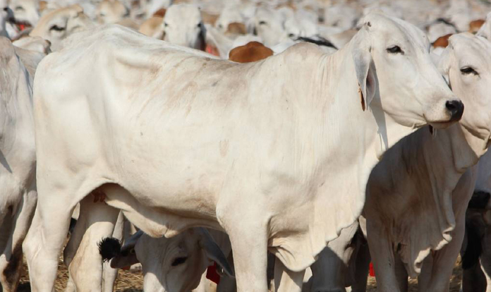 Rumin8 to test methane reducing feed additive in Brasil